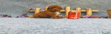 Caniche Toy Cachorro 4