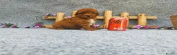 Caniche Toy perros en venta: PRECIOSOS CANICHE  ROJO LINEA TOY - Anuncio 18