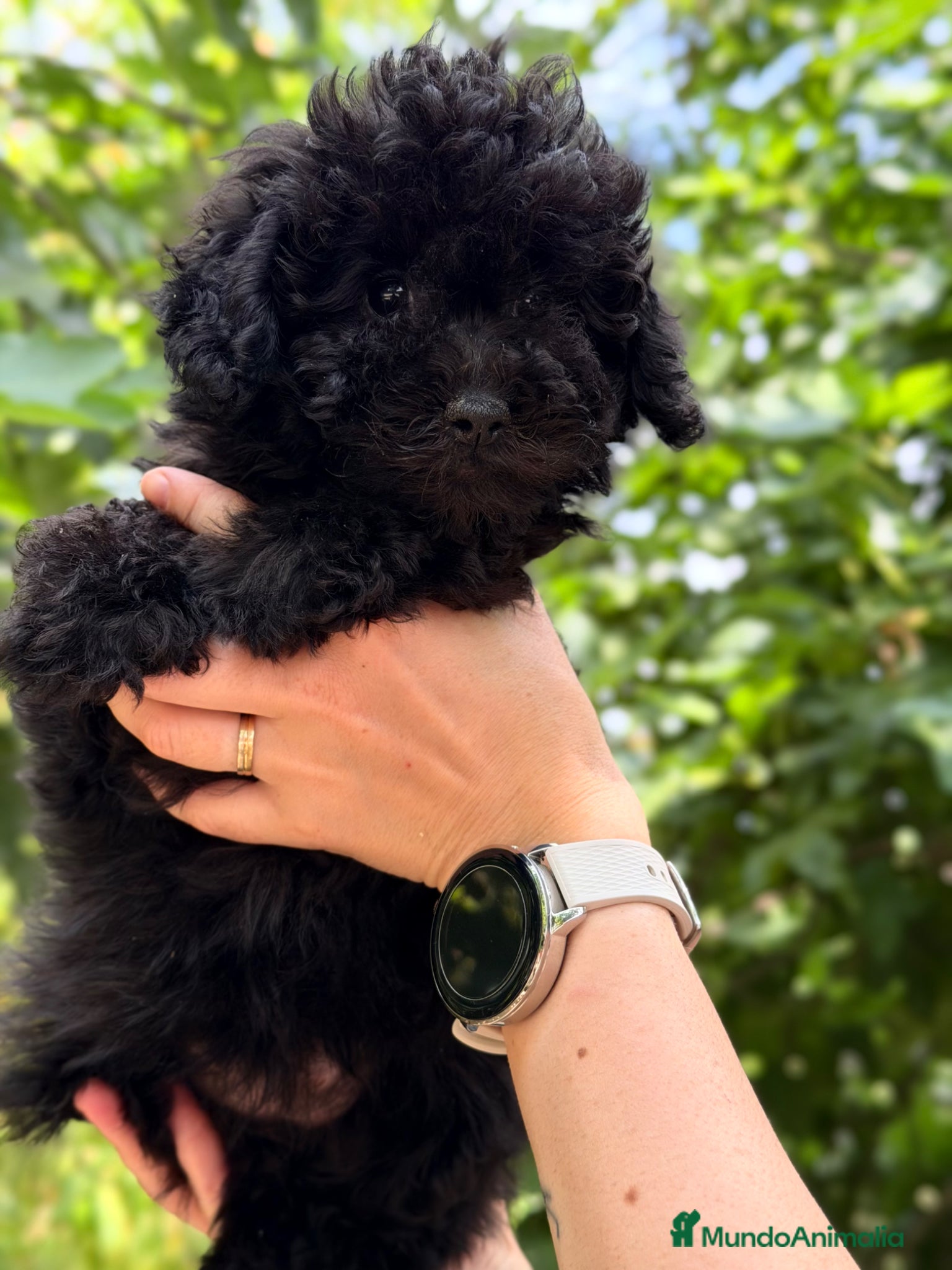 Caniche Toy perros en venta: Caniche Toy hembra  - Anuncio 9
