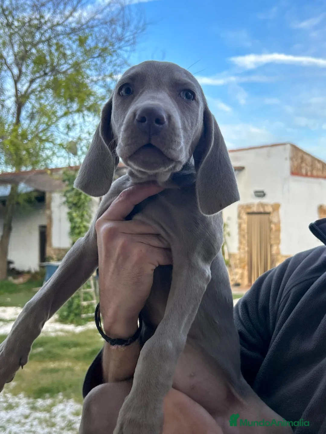 Weimaraner perros en venta: BRACO DE WEIMAR - Anuncio 3