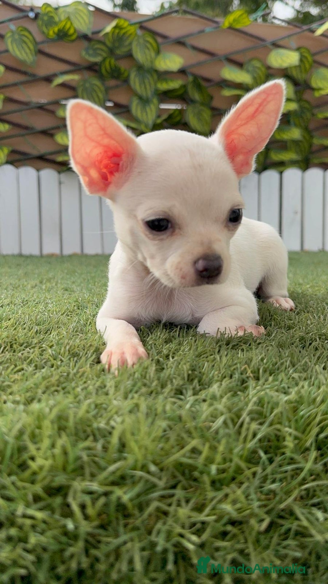 Chihuahua perros en venta: CHIHUAHUA HEMBRA BLANCA - Imagen 1