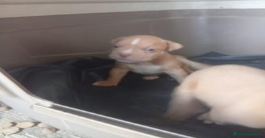 American Bully perros American bully pocket  - Anuncio 2