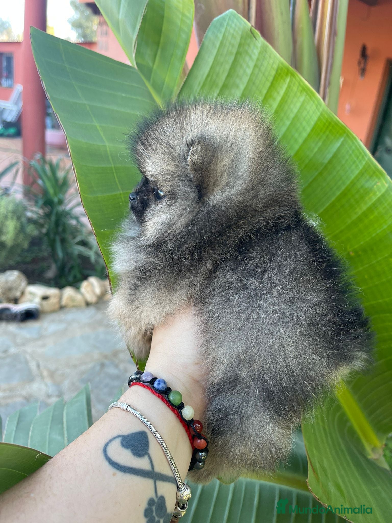 Pomerania perros LOS MEJORES POMERANIAS, AUTENTICOS en Málaga - Anuncio 2