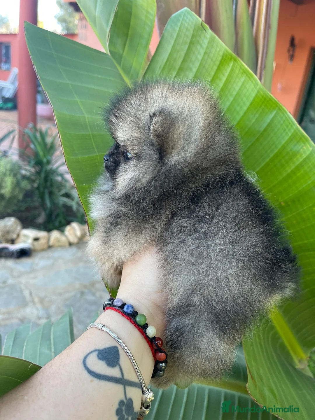 Pomerania perros en venta: LOS MEJORES POMERANIAS, AUTENTICOS en Málaga - Anuncio 2