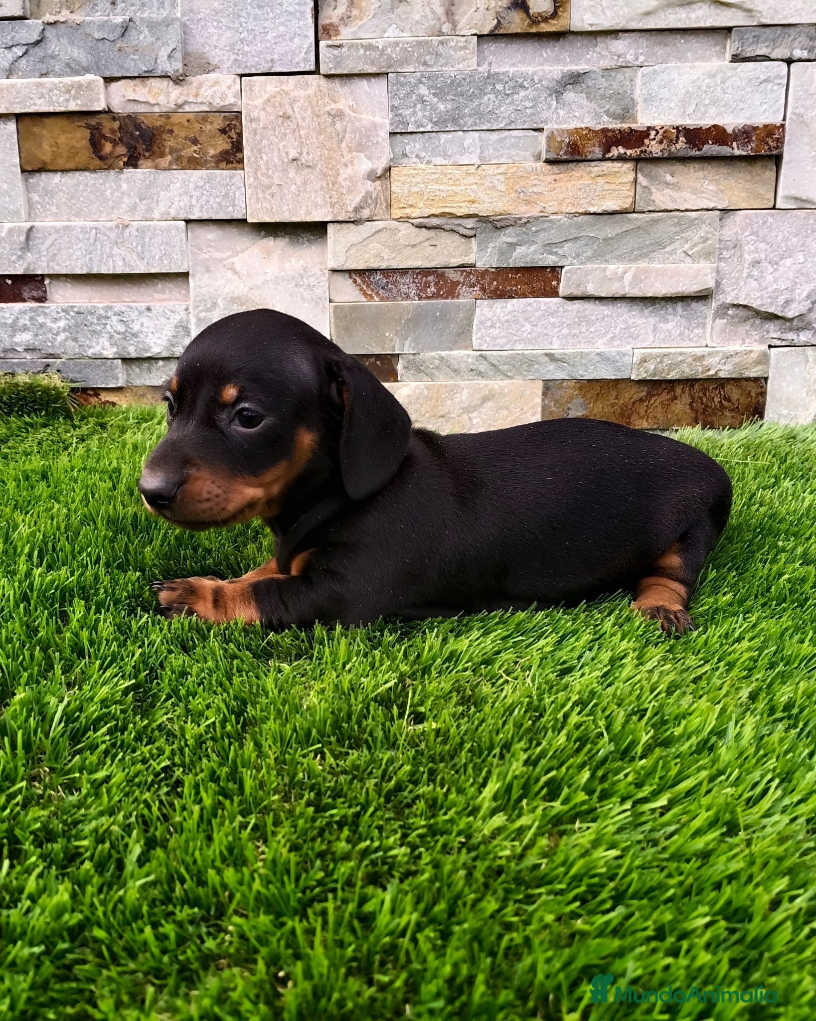 Teckel Miniatura perros Hembra Cachorro de Teckel  - Anuncio 1