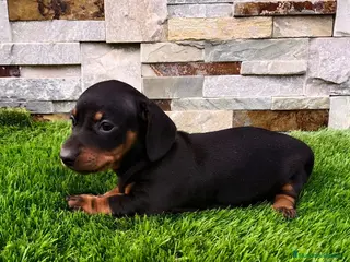 Teckel Miniatura perros Hembra Cachorro de Teckel - Anuncio 2