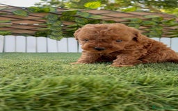 Caniche Toy perros en venta: CANICHE TOY ROJO MACHO - Imagen 16