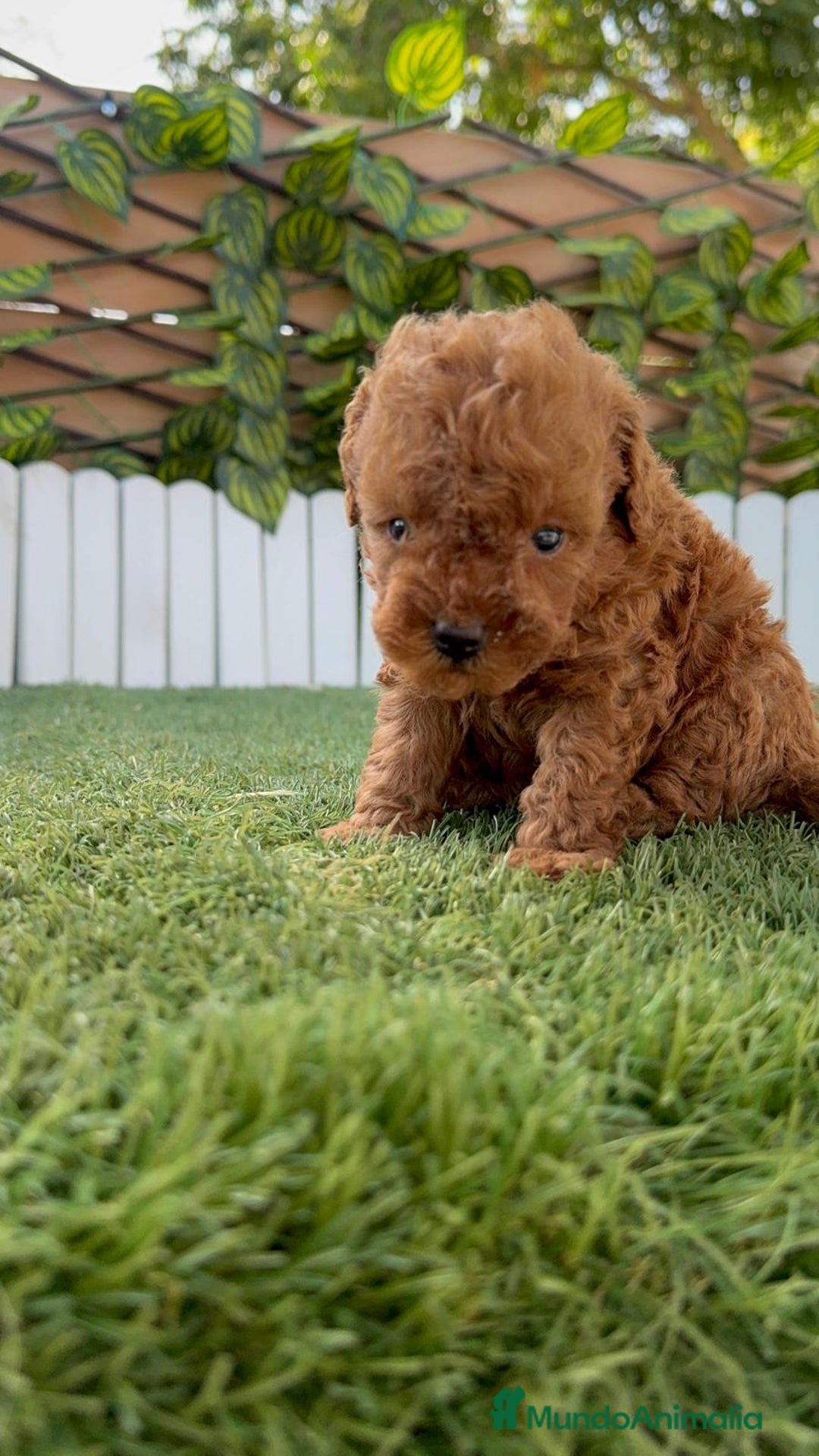 Caniche Toy perros en venta: CANICHE TOY ROJO MACHO - Imagen 16