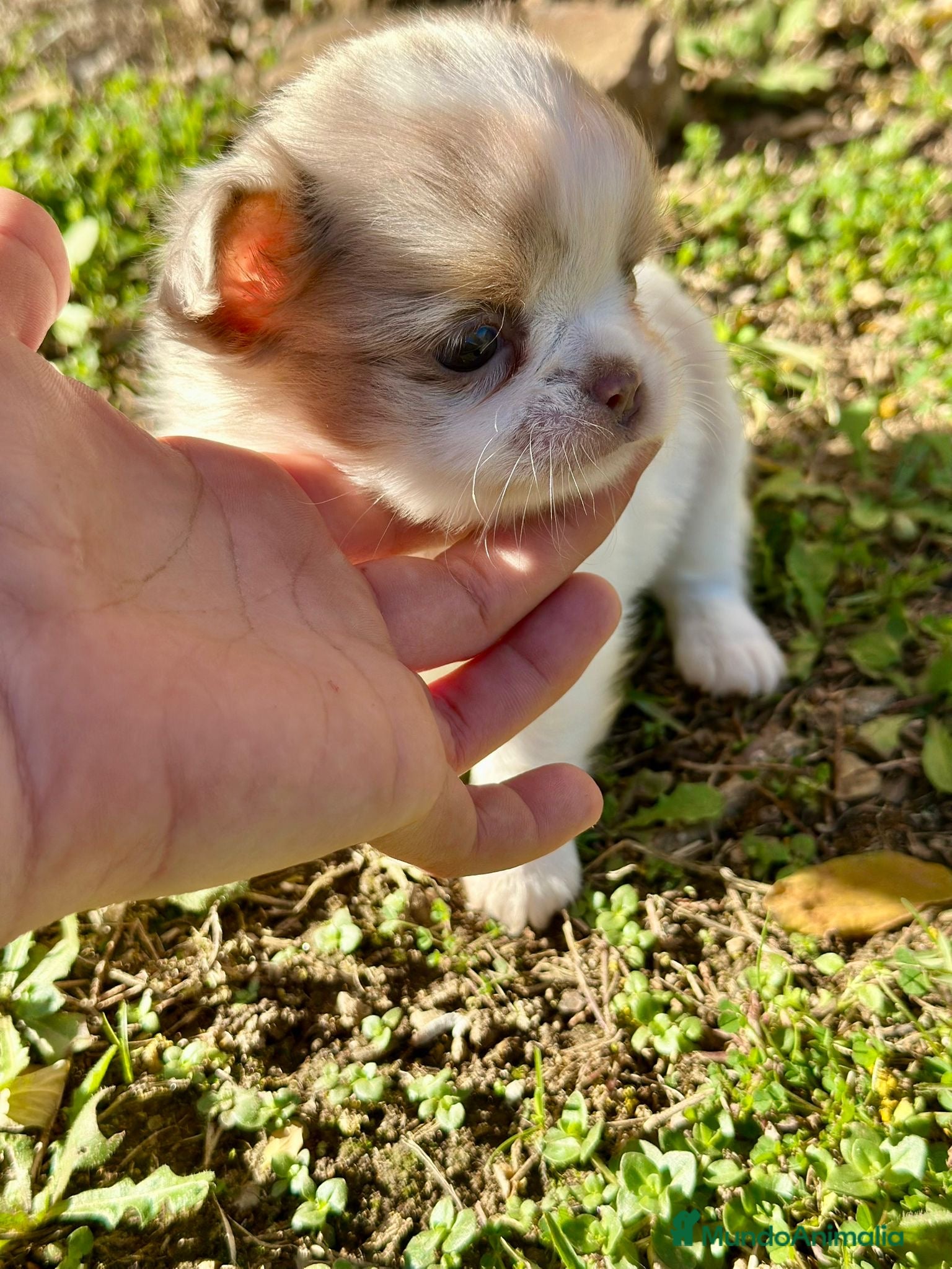 Chihuahua perros Chihuahua pelo largo Toy  - Anuncio 12