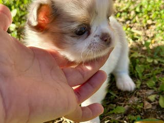 Chihuahua perros Chihuahua pelo largo Toy - Anuncio 19