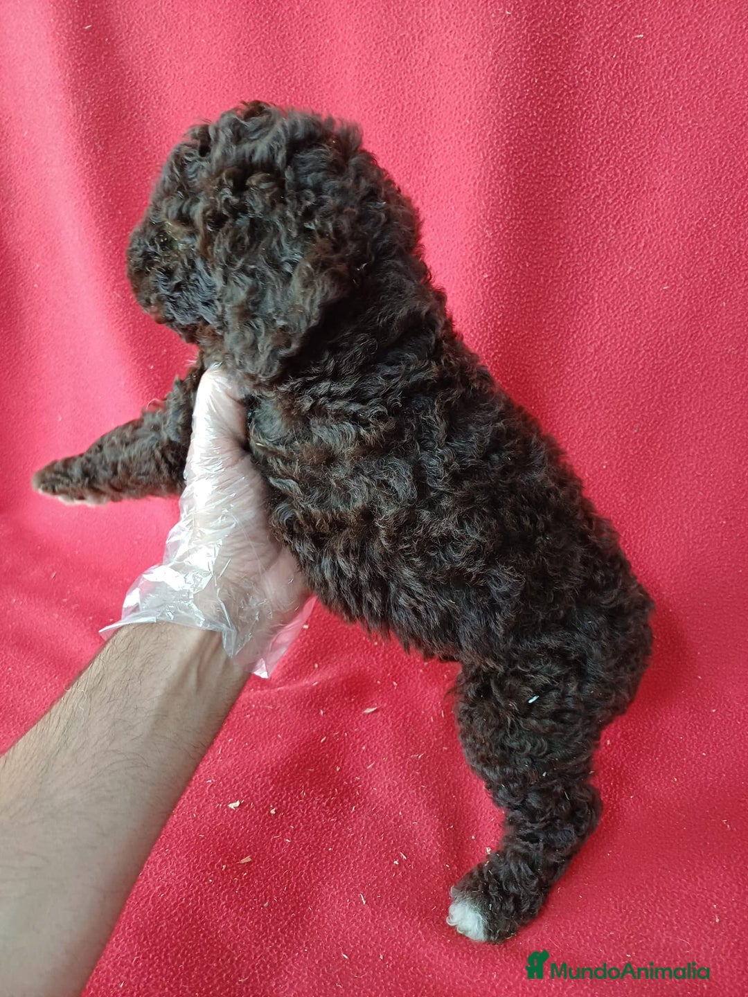 Perro de Agua Español perros en venta: Perro de Agua Español  - Anuncio 3