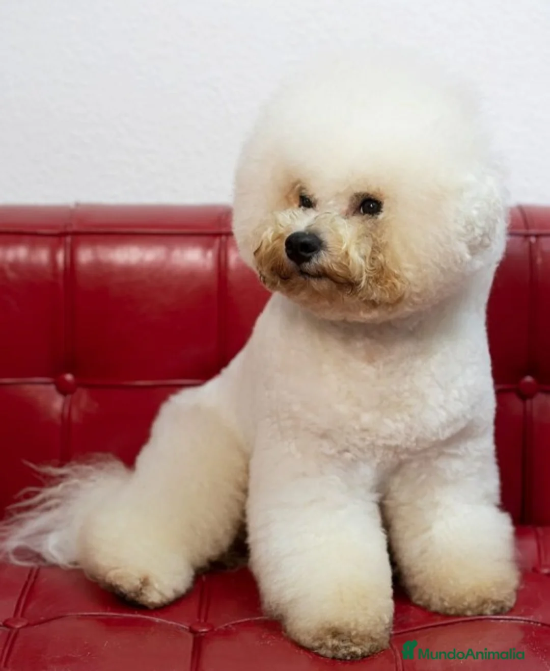 Imagen de galería {{count}}