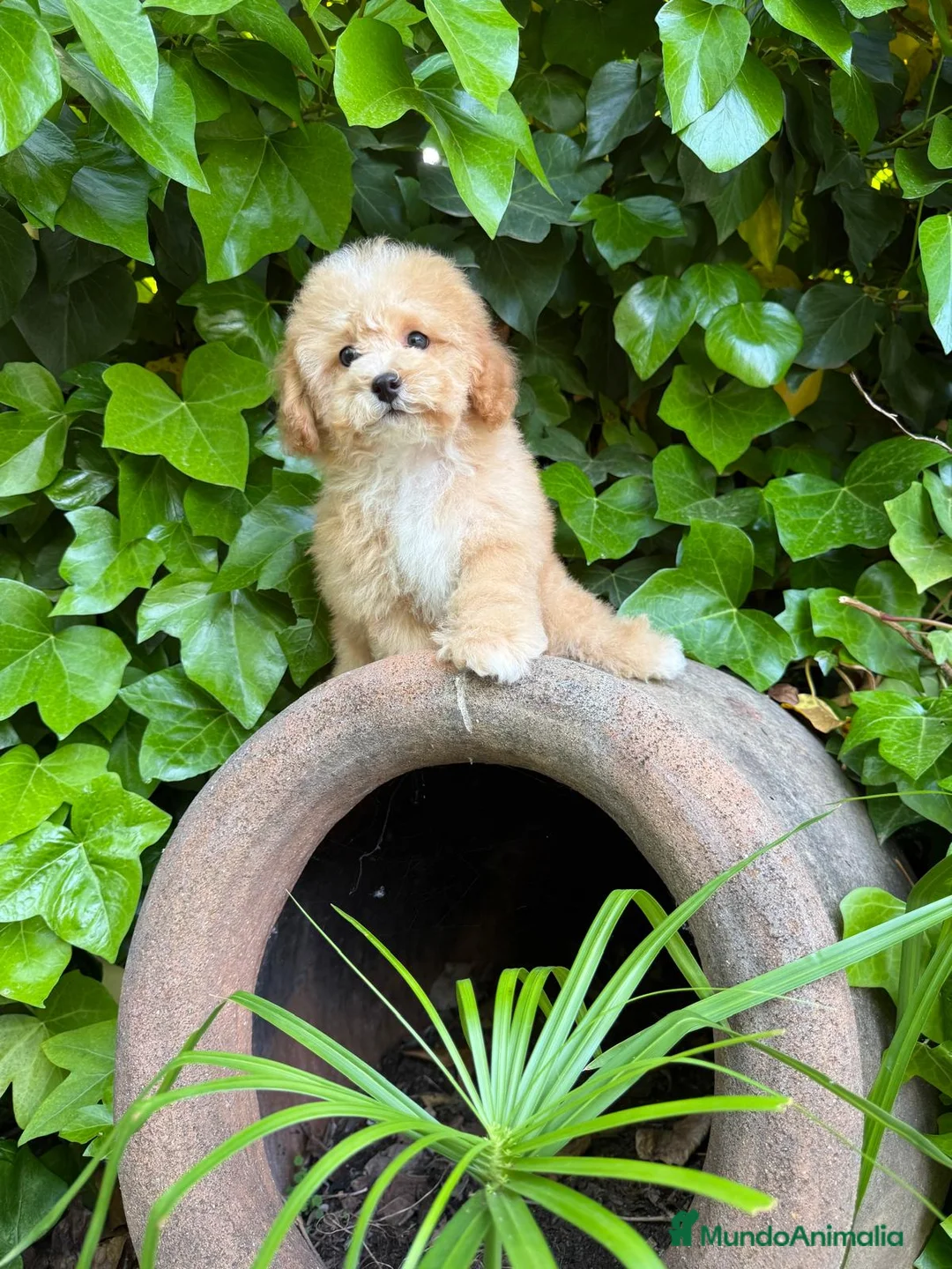 Maltipoo perros en venta: Maltipoo !!! - Anuncio 1