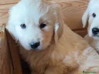 Golden Retriever perros en Barcelona - Anuncio 22