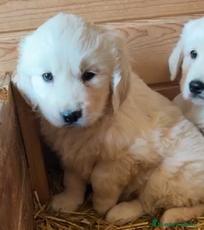 Golden Retriever perros en Barcelona - Anuncio 10