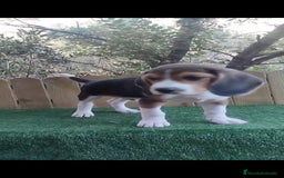 Beagle perros en venta: último cachorro de Beagle!! - Imagen 2