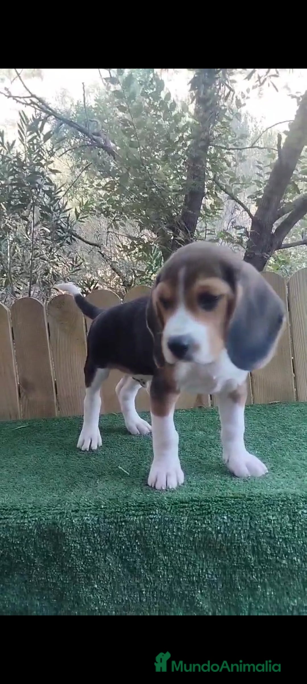 Beagle perros en venta: último cachorro de Beagle!! - Imagen 2