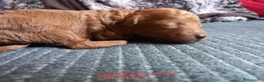 Caniche Toy 4
