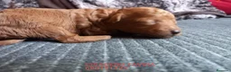 Caniche Toy perros en venta: Cachorros caniche toy rojo poodle. - Anuncio 3