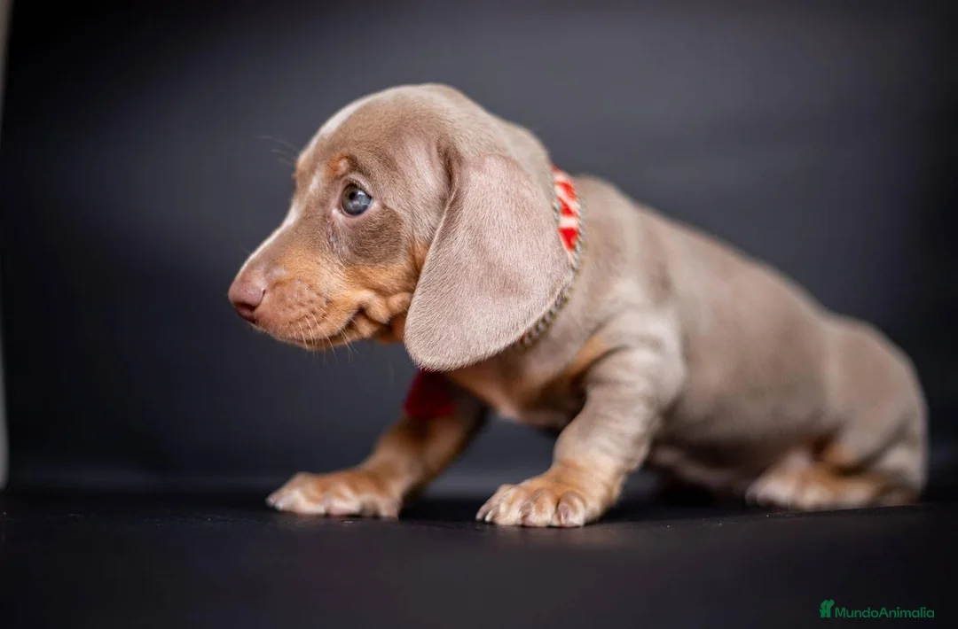 Teckel Miniatura perros en venta: Teckel miniatura !!!!! en Ciudad Real - Anuncio 3