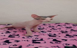 Sphynx gatos en venta: Machito  - Imagen 3