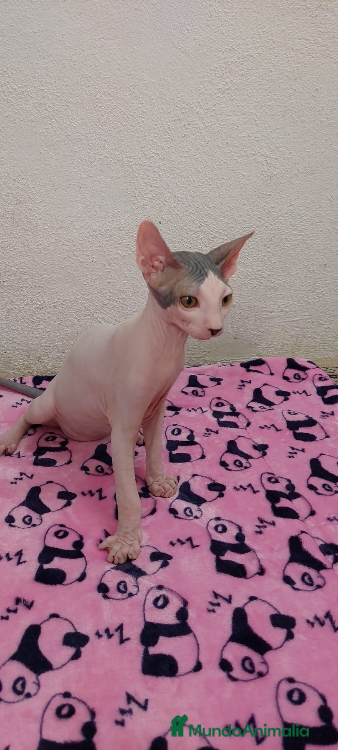 Sphynx gatos en venta: Machito  - Imagen 3