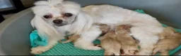 Maltipoo perros en venta: MALTIPOOS THELUXEPUPPYS  - Anuncio 1