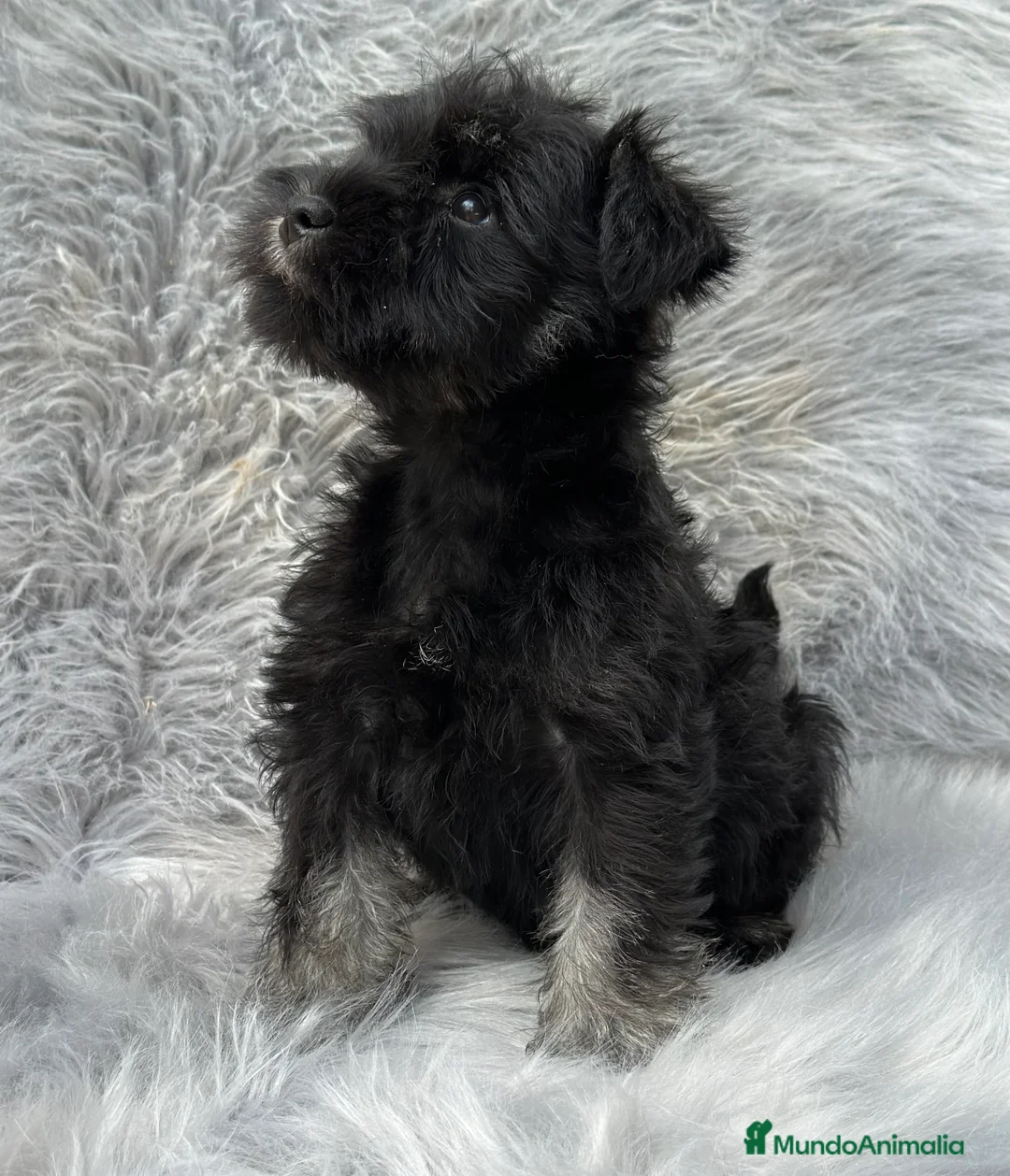 Schnauzer Miniatura perros en venta: SCHNAUZER MINIATURA NEGRO Y PLATA en Barcelona - Anuncio 3