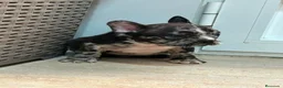 Bulldog Francés perros en venta: Cachorros bulldog  - Anuncio 3