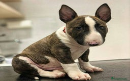 Bull Terrier perros en venta: BULL TERRIER - Anuncio 1