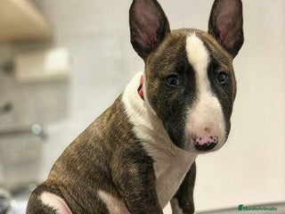 Bull Terrier perros BULL TERRIER - Anuncio 2