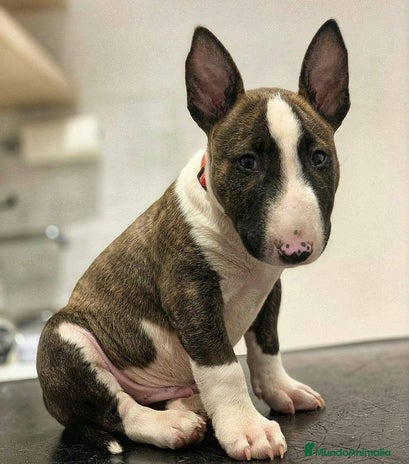 Bull Terrier perros BULL TERRIER - Anuncio 1