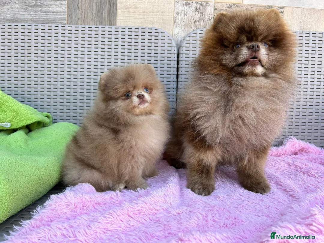 Pomerania perros en venta: Lulú de pomerania calidad - Anuncio 1