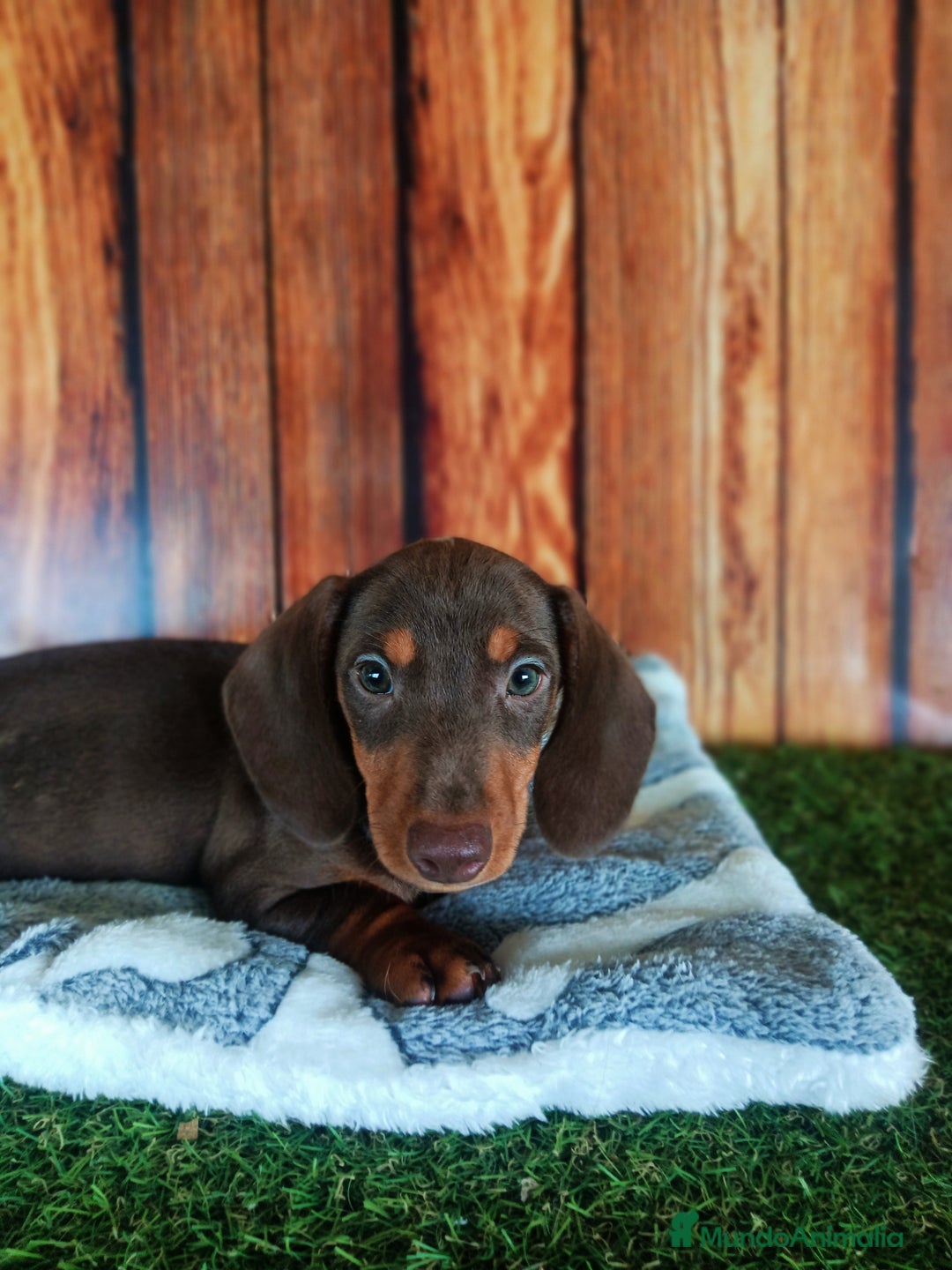 Teckel Miniatura perros en venta: TECKEL - Imagen 1