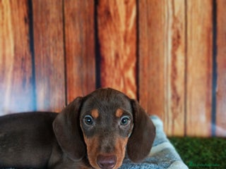 Teckel Miniatura perros - Anuncio 1