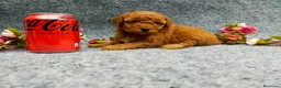 Caniche Toy perros en venta: PRECIOSOS CANICHE  ROJO LINEA TOY - Anuncio 22