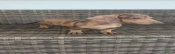 Teckel Miniatura perros en venta: Teckel Mini macho Merle chocolate  - Anuncio 14