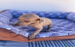 Whippet perros en venta: Whippet blue  - Imagen 25