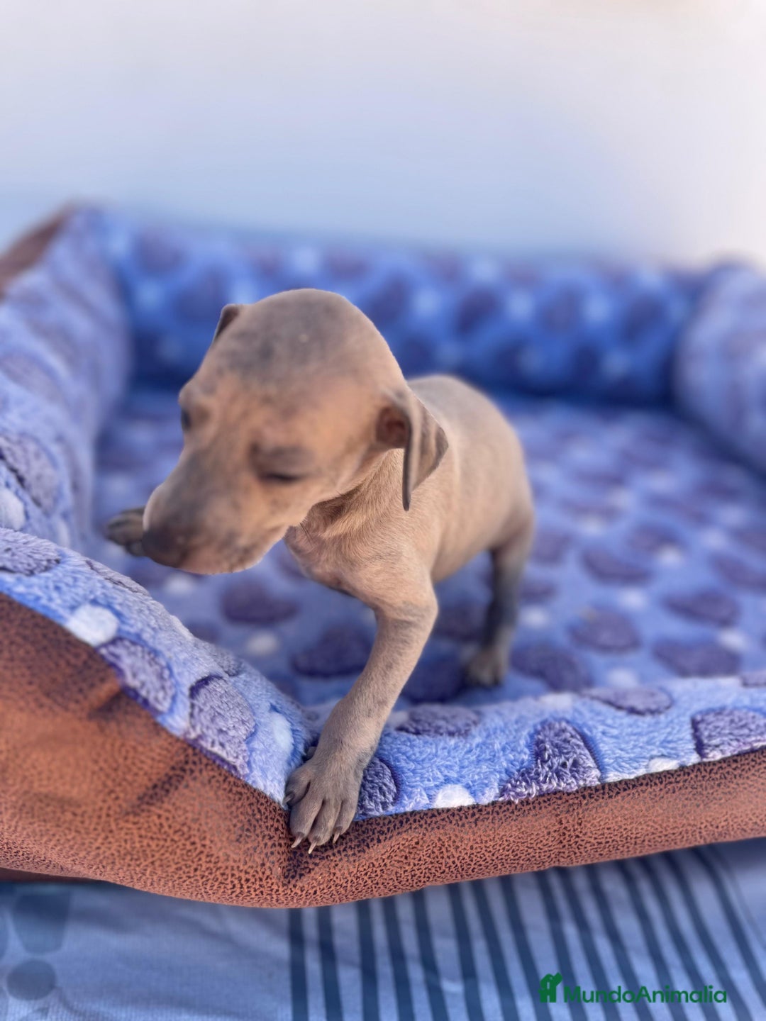 Whippet perros en venta: Whippet blue  - Imagen 25