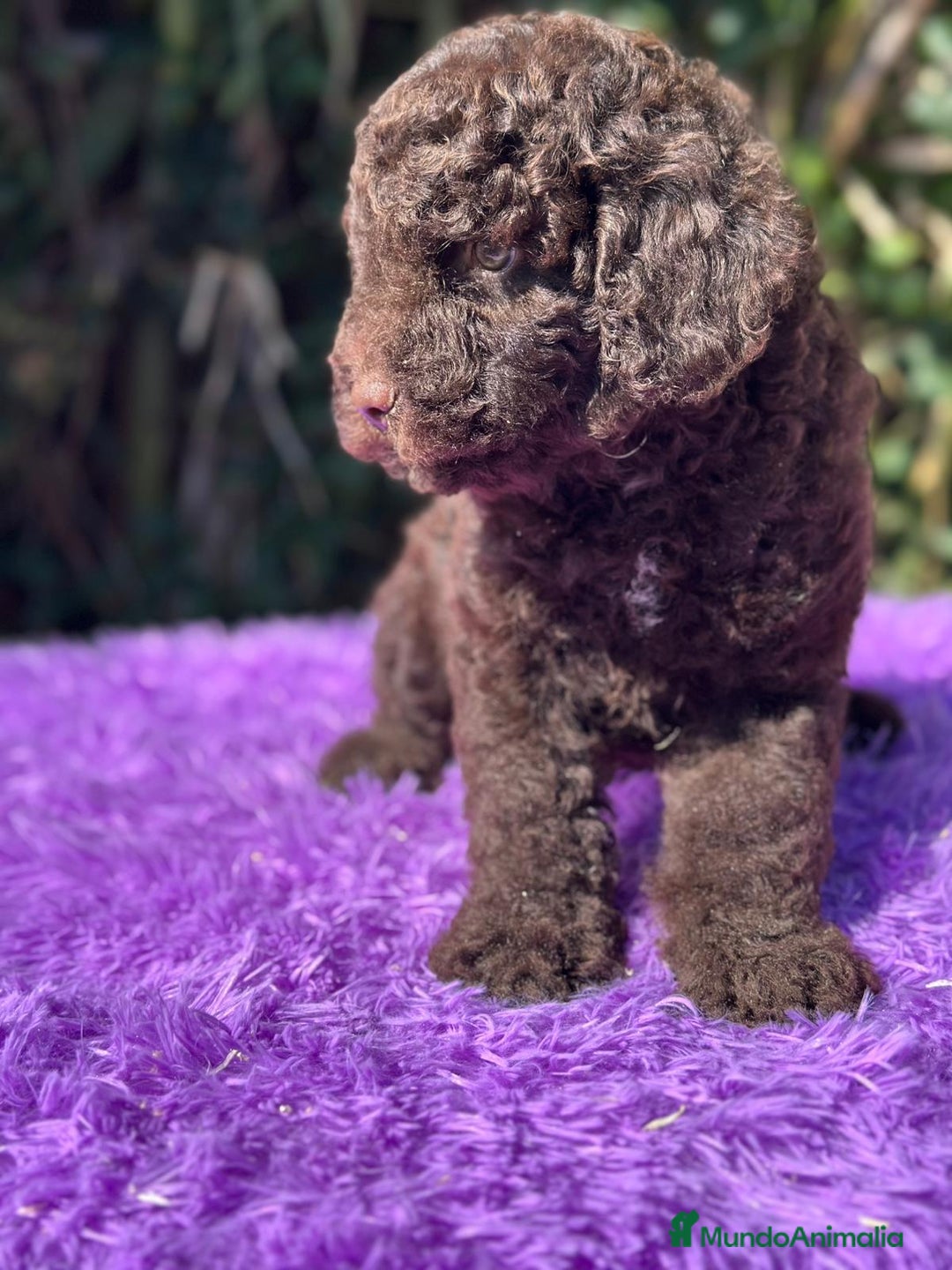 Perro de Agua Español perros en venta: Pdae chocolate  - Imagen 2