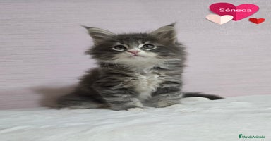 Maine Coon gatos - Anuncio 6