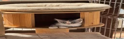 Maine Coon gatos en venta: Preciosa camada de cachorros Maine coon  - Anuncio 4