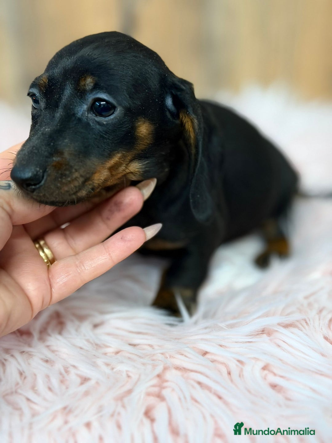 Teckel Miniatura perros en venta: TECKEL MINIATURA - Anuncio 8