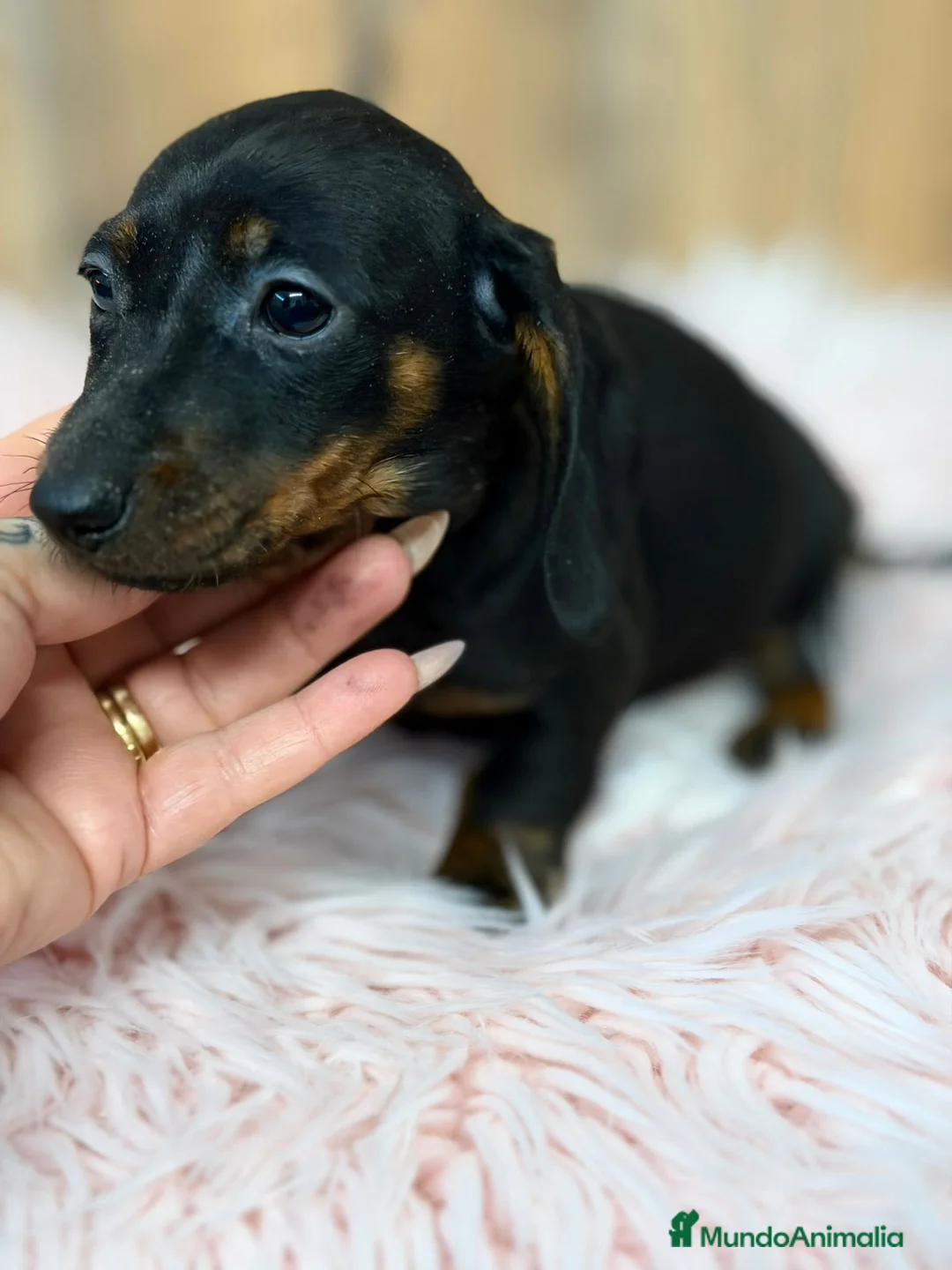 Teckel Miniatura perros en venta: TECKEL MINIATURA - Anuncio 8