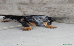 Teckel perros en venta: Macho teckel arlequín plata  - Imagen 4