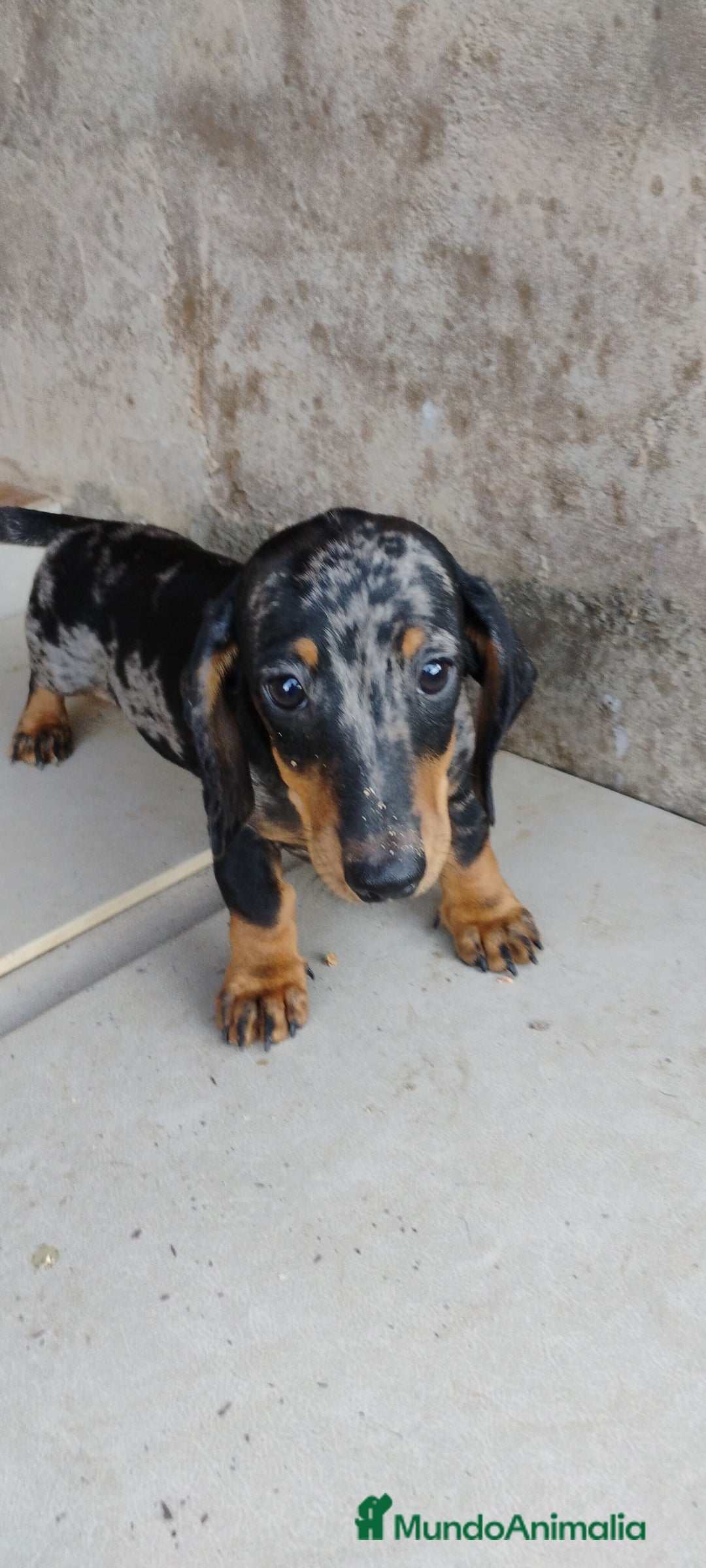 Teckel perros en venta: Macho teckel arlequín plata  - Imagen 4