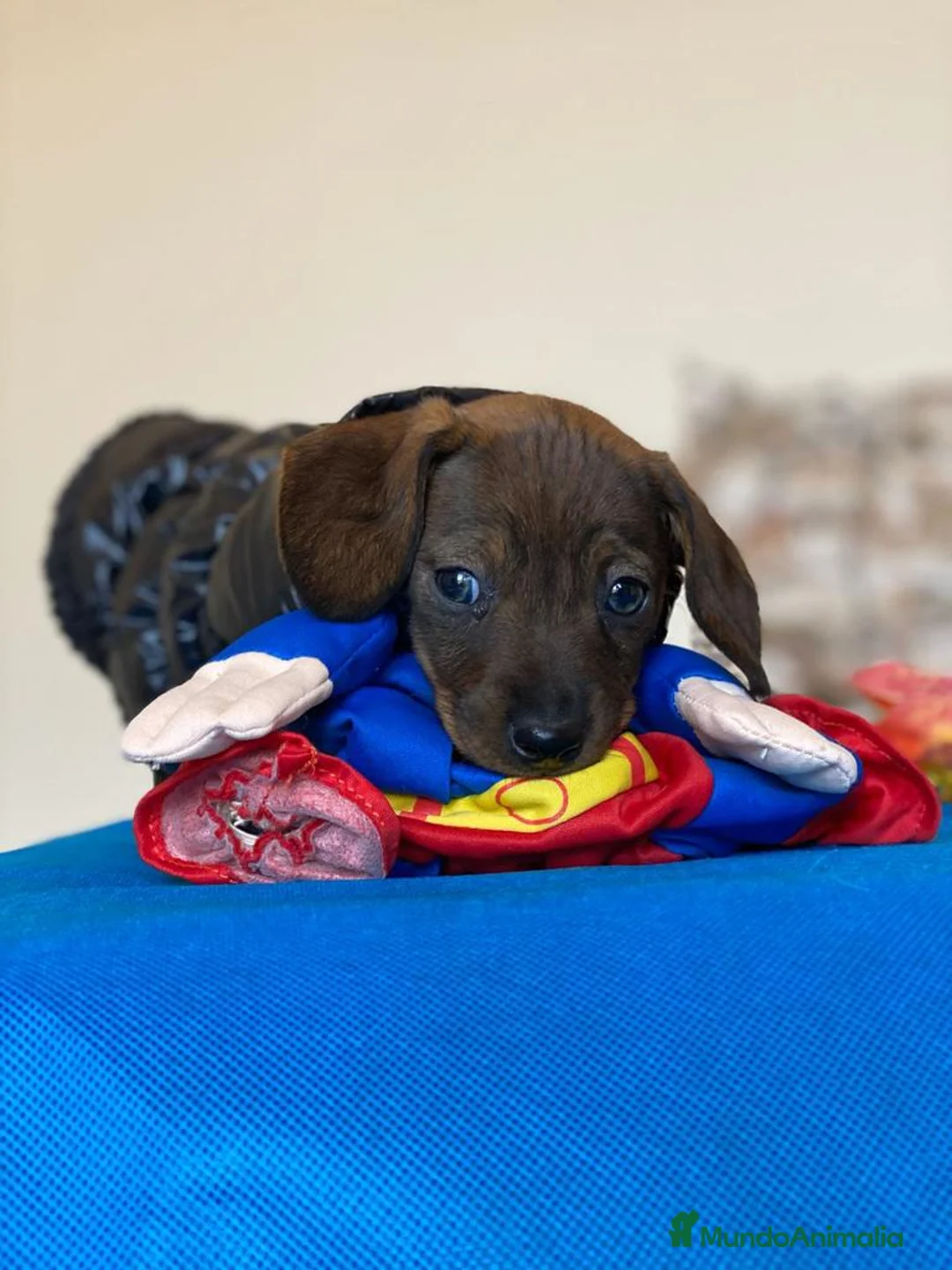 Teckel Miniatura perros en venta: Teckel miniatura ( DISPONIBLES )  en Ciudad Real - Anuncio 5