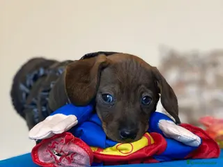 Teckel Miniatura perros Teckel miniatura ( DISPONIBLES ) - Anuncio 27