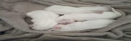 Bichón Maltés perros en venta: Bichón Maltés  - Anuncio 2