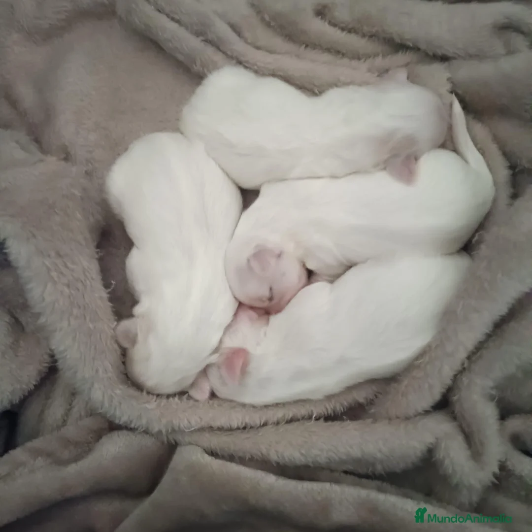 Bichón Maltés perros en venta: Bichón Maltés  - Anuncio 2